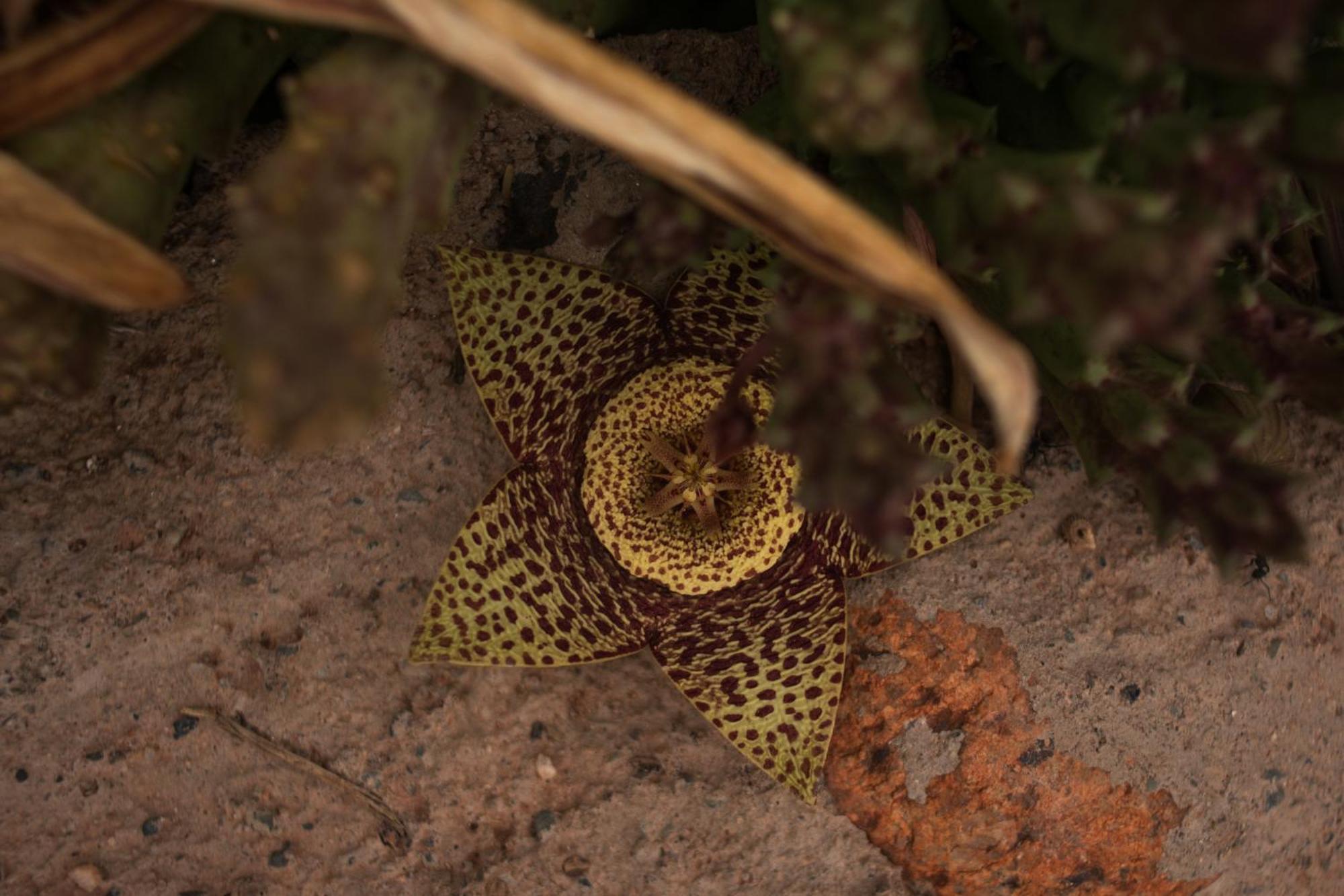 Hospedaje Finca La Encantada Seclantás エクステリア 写真