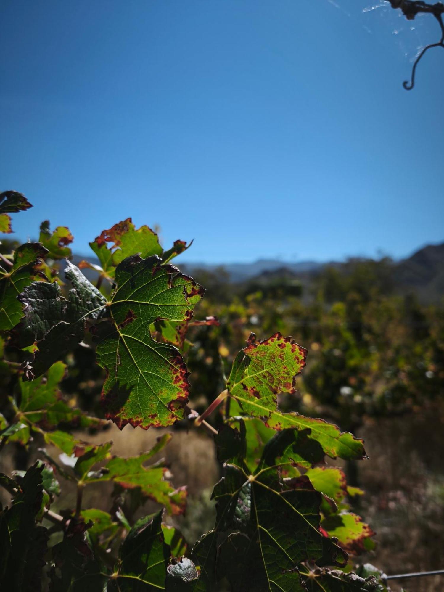 Hospedaje Finca La Encantada Seclantás エクステリア 写真